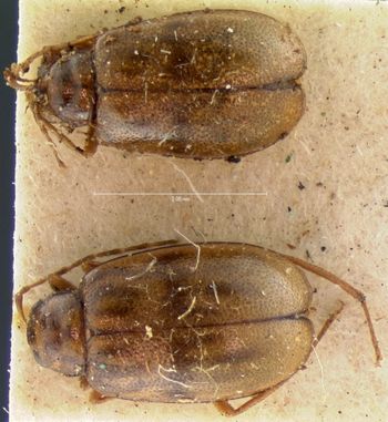 Media type: image; Entomology 18475   Aspect: habitus dorsal view